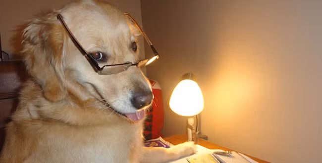 Theo cách tính này, có rất nhiều loài chó kém thông minh. Điều may mắn là chúng có những đặc tính như đẹp, đáng yêu, dũng cảm... nên vẫn được yêu mến cho dù ngốc nghếch.