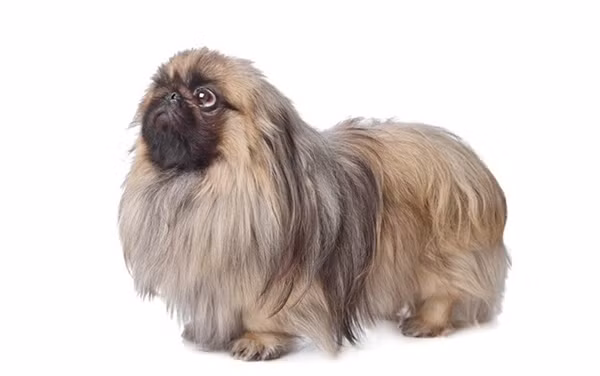 Chó lai Bắc Kinh: Đây là một trong những giống chó lai chỉ dùng để bầu bạn. Loài chó này rất dũng cảm, nhưng quá trình đào tạo cực kỳ khó khăn vì chúng vô cùng ngốc nghếch, cứng đầu, bướng bỉnh.