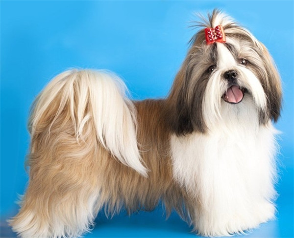 Thạch sư khuyển- Shih Tzu: Đây là giống chó được yêu thích của hoàng gia. Chúng gần như có mặt trong tất cả các triều đại nhà Minh từ năm 1368-1664. Tuy nhiên, ngoài vẻ xinh xắn đáng yêu, Shih Tzu là giống chó kém thông minh, không có bất kỳ tham vọng nào về trí tuệ.