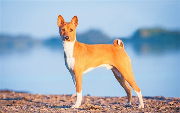 Giống chó Basenji: Đây là giống chó săn có nguồn gốc từ Trung Phi. Chúng nổi tiếng vì không biết sủa và có trí thông minh vô cùng kém. Nổi tiếng với đầu óc không tập trung, khả năng ghi nhớ kém, vừa học xong là chúng lại quên hết.