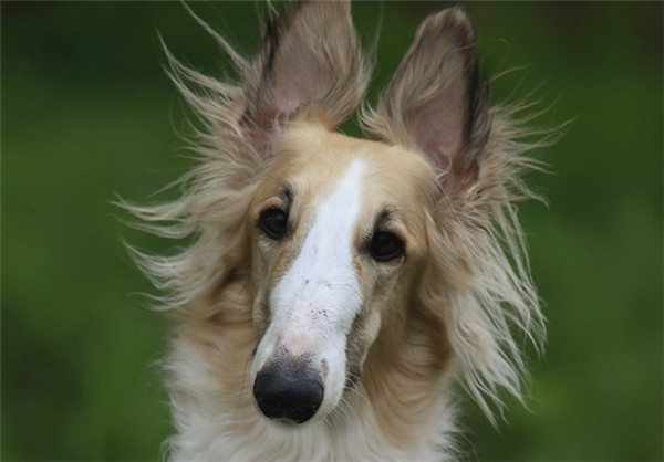 Chó săn chân dài: Đây là giống chó có tốc độ ưu việt, tuy vậy chỉ số IQ lại cực kỳ thảm hại, là một giống chó vụng về. Bù lại, chúng năng động, thân thiện, tình cảm, bảo vệ chủ nhân hết mình và là một trong những giống chó sạch sẽ.