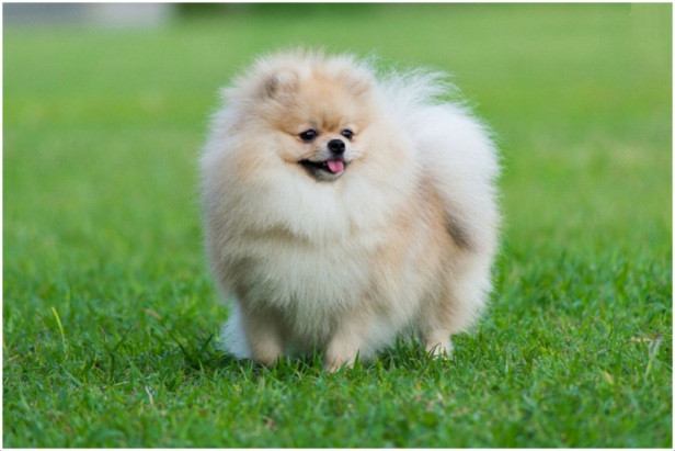 Đó là: Trí tuệ sáng tạo (khả năng học và khả năng giải quyết vấn đề); Trí tuệ bản năng; Khả năng làm việc/học tuân lệnh.