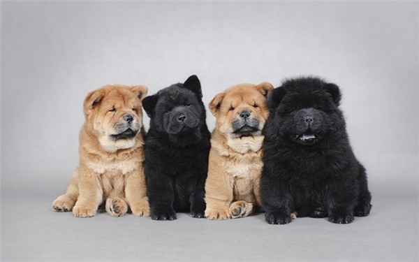 Chó Bulldog: Tên của giống chó này xuất phát từ môn thể thao cũ ở Anh, nơi những con chó săn đuổi bò đực. Trong môn thể thao này, chó Bulldog có sức mạnh và sự kiên trì rất đáng nể. Ngoài khả năng chiến đấu, chúng vô cùng ngốc nghếch.