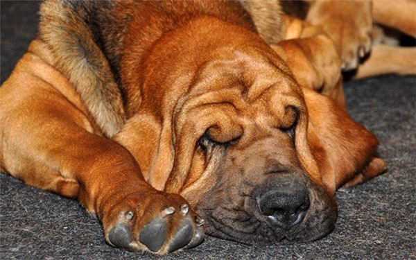 Giống chó Bloodhound: Thính giác của chúng cực kỳ phát triển giúp tìm được những mùi nhẹ nhất. Tuy nhiên theo thời gian, chúng bị thoái hóa và không còn sở hữu cảm giác hoàn hảo về mùi. Hơn nữa, chúng ngang bướng và có phần khó bảo trong việc huấn luyện tuân thủ mệnh lệnh.