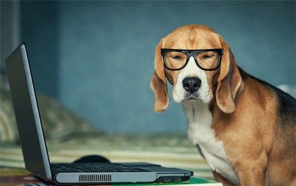 Giống chó săn nhỏ: Trái với định kiến rằng những con chó săn nhỏ có sự thông minh, tinh tế tuyệt vời, những con chó này gần như rất khó sử dụng trí tuệ của mình. Việc giúp giống chó này học hỏi những điều đơn giản là điều vô cùng khó.