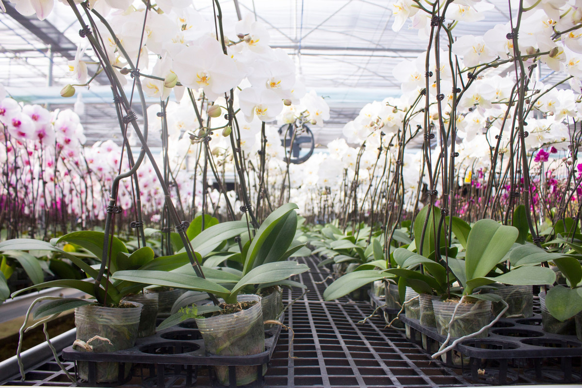 Gần 20.000 cây lan hồ điệp, 16.000 gốc hoa lily, 10.000 hoa tulip Hà Lan với nhiều màu sắc khác nhau, 2.000 hoa đồng tiền lùn, 2.000 cây hồng môn, hàng ngàn chậu dâu tây… được trồng trên đỉnh Sa Mù.