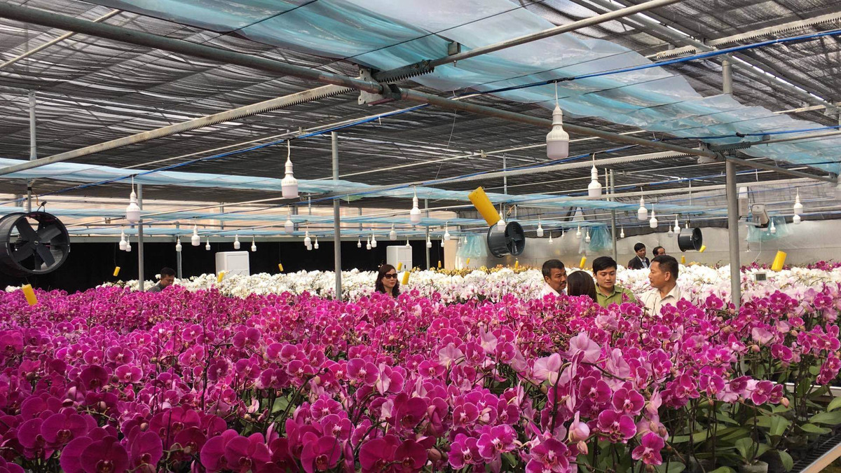 Đặc biệt, nằm ở độ cao trung bình từ 1.000 - 1.500m so với nước biển, khí hậu mờ sương, nhiệt độ trung bình 20 độ C, Sa Mù là địa điểm lý tưởng hội tụ mọi điều kiện thích hợp để trồng các giống hoa ôn đới có giá trị kinh tế cao.