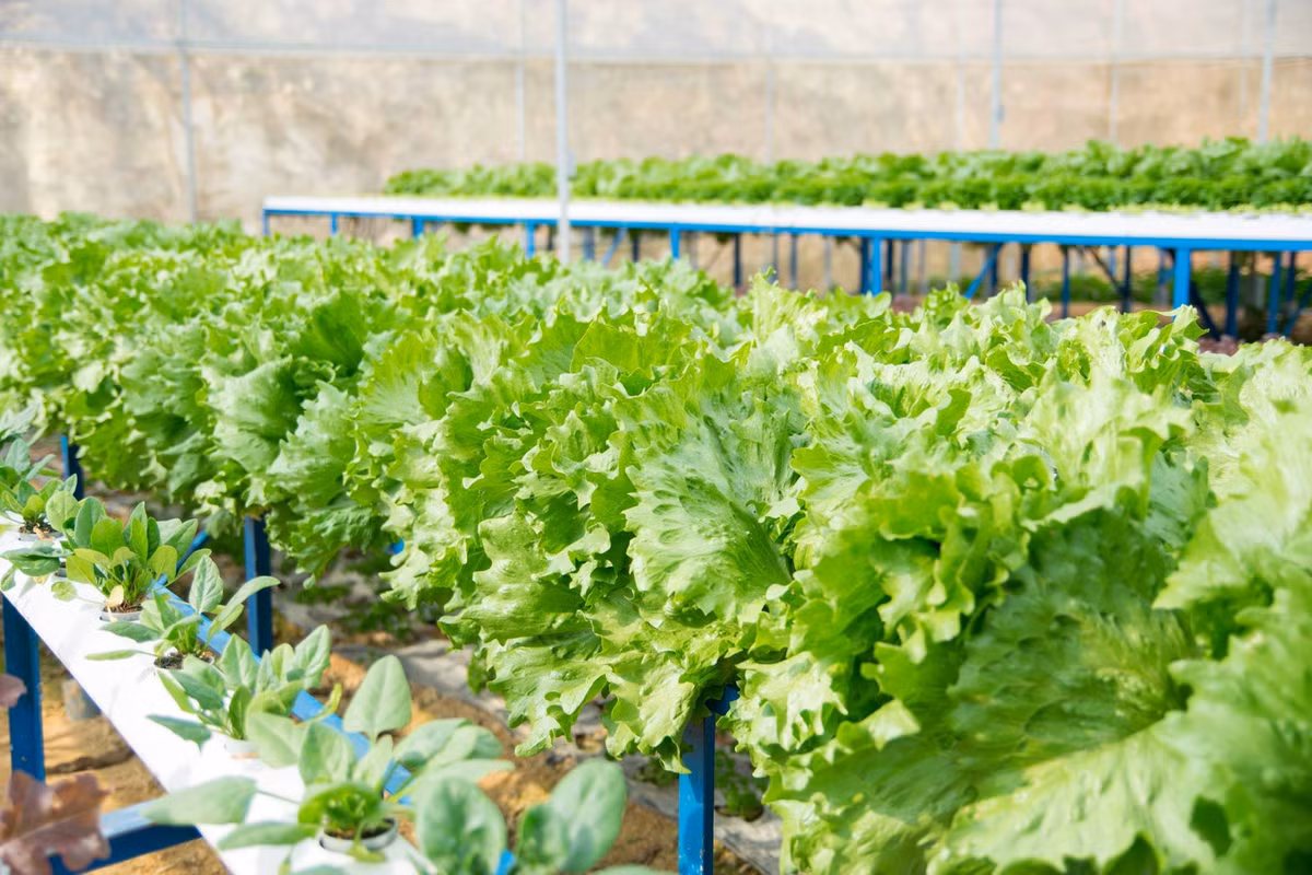 Trong giai đoạn 1 của Chương trình đã có 250 hộ sản xuất chính thức ký hợp tác với Công ty VinEco.