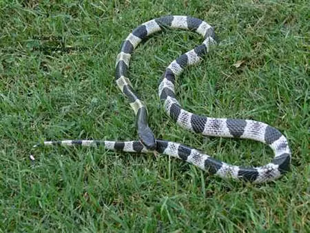 10. Rắn cạp nong xanh Rắn cạp nong xanh có thể được tìm thấy tại khắp Đông Nam Á. Không chỉ đối với con mồi, chúng còn sẵn sàng cắn chết và làm thịt đồng loại. Rắn cạp nong xanh thường hoạt động về đêm. Nọc của chúng độc gấp 15 lần rắn hổ mang, gây tê liệt cơ bắp, hệ thần kinh. Rất may là loài này khá nhút nhát và có xu hướng lẩn trốn hơn là tấn công. Vì vậy, các trường hợp bị rắn cắn là khá ít.