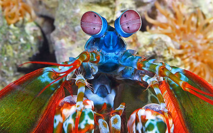 Tôm bọ ngựa là một sinh vật rất đặc biệt trong tự nhiên (Ảnh: National Aquarium)