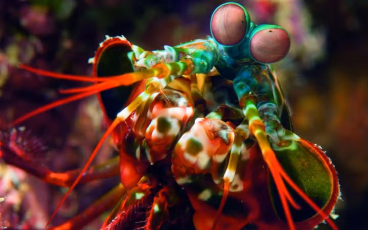 Tôm tít công có 8 đôi chân, trong đó 5 đôi đầu có càng, sau đó là những đôi chân bơi (Ảnh: Enabea)