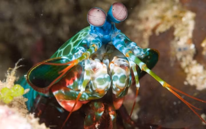 Tôm tít công có đôi mắt rất đặc biệt, khá to và nhiều màu sắc (Ảnh: KT)