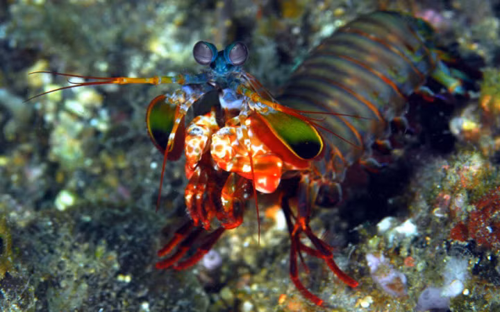 Chính vì thế giới sinh vật cảnh dù "phát cuồng" cũng khó có thể mang về nhà nuôi chơi (Ảnh: Scuba Diving Resource)