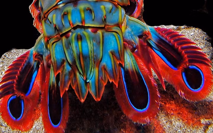 Mắt giúp chúng phân biệt được những vật thể chung quanh như những rạng san hô, những con mồi, kể cả con mồi có thân trong suốt (Ảnh: Pinterest)