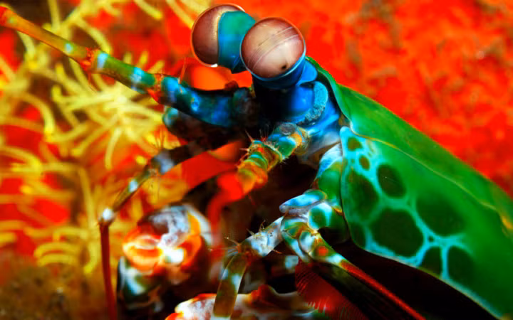 Đa số các loài tôm tít này sinh sống tại những vũng, hố cạn dọc các bờ biển thuộc vùng nhiệt đới và ôn đới (Ảnh: Flickr)