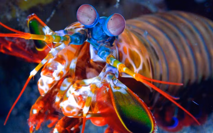 Tôm tít công rất hung hăng (Ảnh: Fundivers)