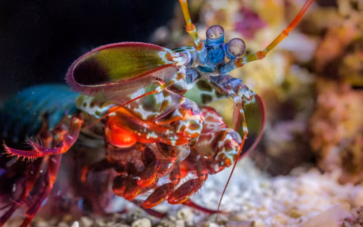 Đôi mắt của chúng có những cấu trúc đặc biệt, được xem là phức tạp nhất trong giới động vật (Ảnh: National Aquarium)