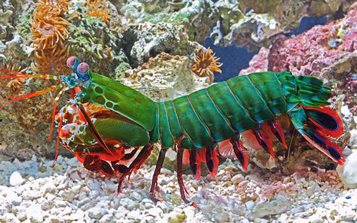 Loài sinh vật cảnh nửa tôm nửa bọ ngựa màu sắc sặc sỡ trông rất bắt mắt (Ảnh: Youtube)