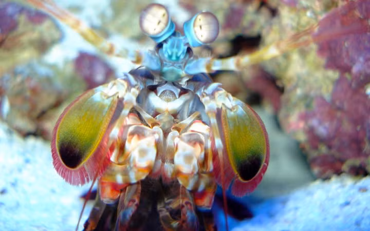 Chúng có bộ móng khá cứng chắc và khỏe được dùng để tấn công và giết con mồi (Ảnh: Natgeotv)