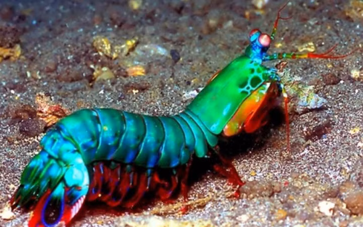 Loài tôm này có phần vỏ nhô lên giống hệt một chú bọ ngựa (Ảnh: Tes)