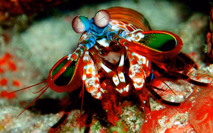 Chúng sống ở vùng nhiệt đới và thường sống cô độc (Ảnh: Flickr)