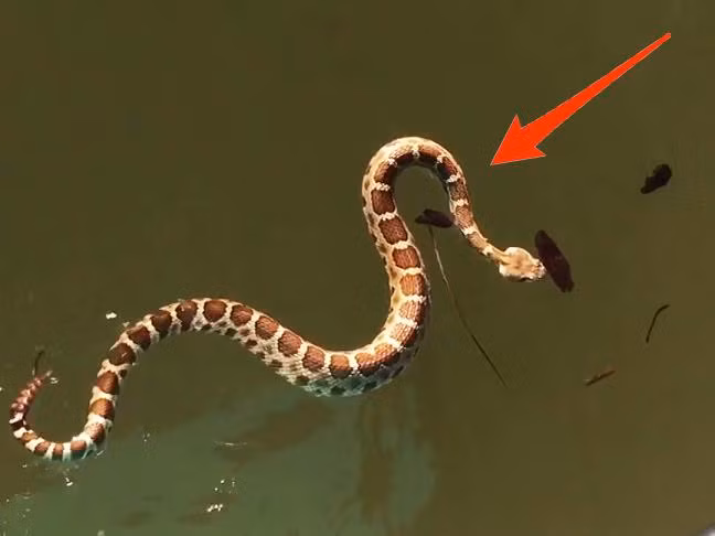 Tuy nhiên, sau đó con rắn bỗng bơi về phía sau đuôi chiếc thuyền, phần khoang cạn và nó đã tiếp cận thành công. Lúc này, nhóm bạn trẻ tăng ga chiếc thuyền, nước va đập và con rắn bị đẩy ra khỏi thuyền ngay sau đó.