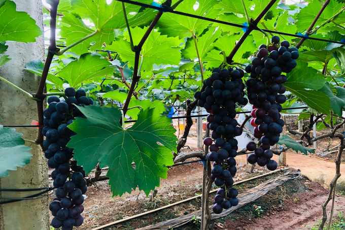 Lão nông bất ngờ trúng lớn khi bỏ cây “vàng đen” trồng nho không hạt - Hình 4 Lao nong bat ngo trung lon khi bo cay “vang den” trong nho khong hat-Hinh-4