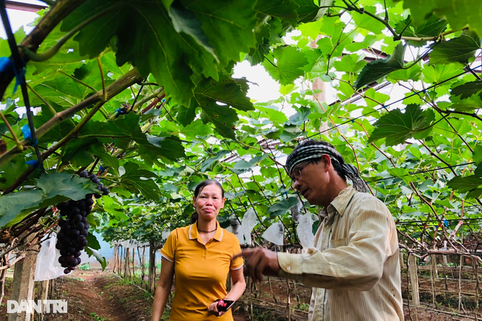 Lão nông bất ngờ trúng lớn khi bỏ cây “vàng đen” trồng nho không hạt - Hình 2 Lao nong bat ngo trung lon khi bo cay “vang den” trong nho khong hat-Hinh-2