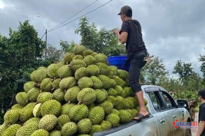 Nhà vườn sắm xe bán tải chở đầy sầu riêng đi tiêu thụ - Hình 2 Nha vuon sam xe ban tai cho day sau rieng di tieu thu-Hinh-2