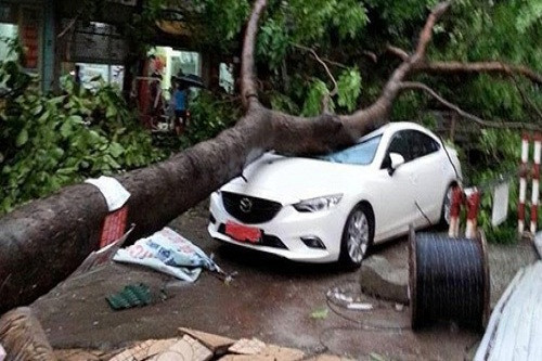 Theo thống kê, trong hơn 120 cây lớn đổ, gãy có 98 cây chắn ngang đường gây cản trở giao thông, 13 xe ôtô bị cây đè trúng. Nhiều xe máy cũng chịu cảnh tương tự.