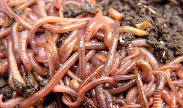 Tác dụng nổi tiếng của giun đất chính là làm tơi xốp, giữ ẩm và thông thoáng đất. Ảnh: mediacdn.