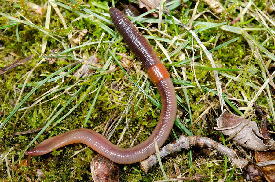 Giun đất có khả năng phục hồi lại toàn bộ cơ thể đã mất nếu như phần đầu còn nguyên vẹn. Ảnh: nanovina.