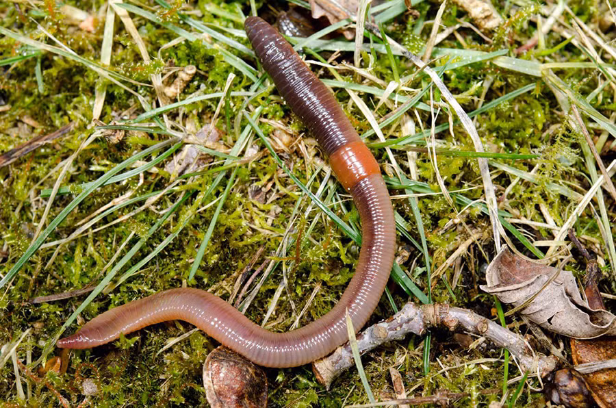 Giun đất có khả năng phục hồi lại toàn bộ cơ thể đã mất nếu như phần đầu còn nguyên vẹn. Ảnh: nanovina.