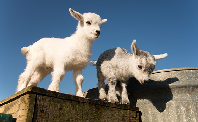 Thức ăn chính của dê lùn Pygmy là rau xanh và ngũ cốc. Thậm chí chúng còn được ví như một chiếc máy xén cỏ trong vườn nhà bởi chúng chỉ bứt phần ngọn cỏ để ăn. Ảnh: zarebasystems.