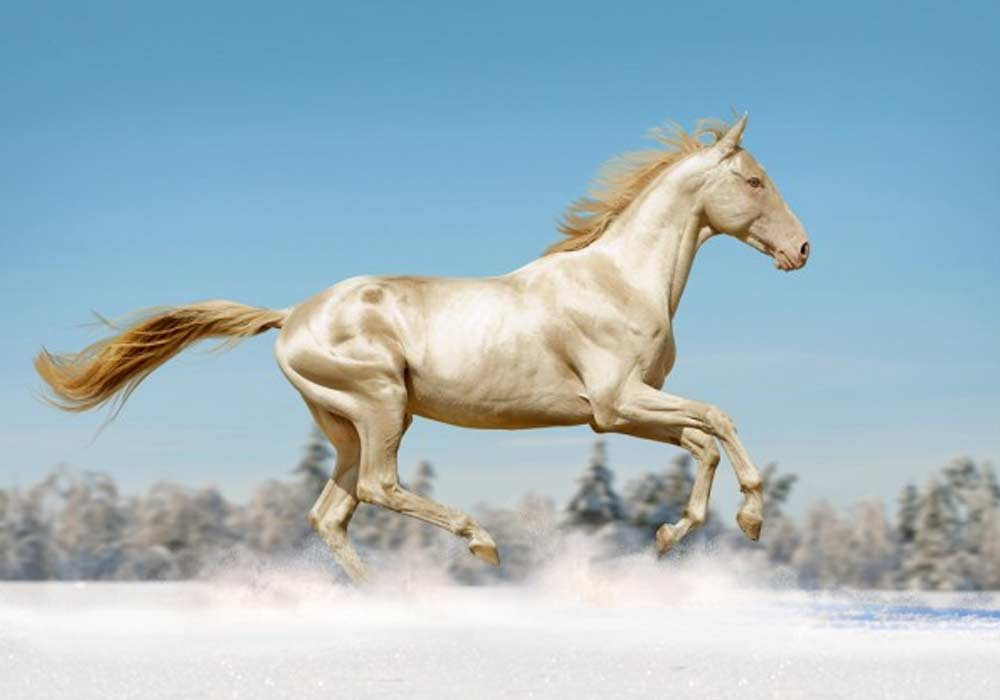 Ngựa Akhal-Teke là một trong những giống ngựa cổ xưa, nổi tiếng về tốc độ, sức khỏe mạnh mẽ, và độ dẻo dai bền bỉ. Ảnh: trithucvn.