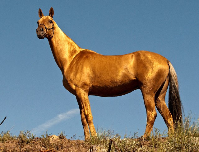 Các protein trong sợi lông của ngựa Akhal-Teke “được sắp xếp theo một cách mà khi ánh sáng chiếu vào, những sợi lông sẽ khuếch tán và phản xạ ánh sáng giống như kim loại”. Ảnh: dkn.