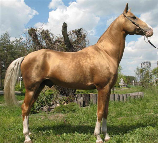 Ngựa Akhal-Teke là biểu tượng của Turkmenistan. Chính phủ Turkmenistan đã thực hiện nhiều biện pháp để nhân giống ngựa Akhal-Teke. Ảnh: khoahoc.