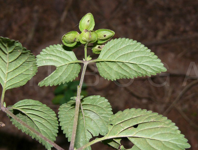 Các bộ phận dùng làm thuốc của cây cỏ mật cá đều có vị đắng. Vì thế mà cây mới có tên gọi như vậy. Ảnh: baoquangngai.