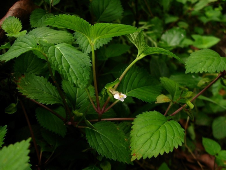 Cây cao khoảng 20cm, lá mọc đối, có khía răng, hoa mọc thành chùm ở kẽ lá, quả nang dẹt, nằm trong đài còn lại, trông giống con hến. Ảnh: ydhvn.