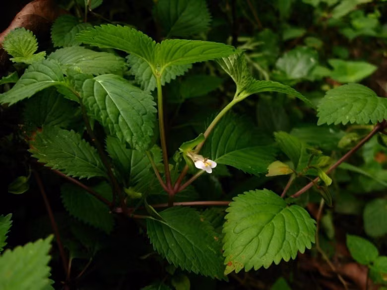 Cây cao khoảng 20cm, lá mọc đối, có khía răng, hoa mọc thành chùm ở kẽ lá, quả nang dẹt, nằm trong đài còn lại, trông giống con hến. Ảnh: ydhvn.