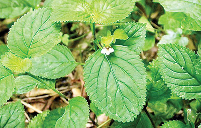 Cây cỏ mật thường ra hoa quả vào tầm tháng 9-10 hàng năm. Ảnh: edoctor.