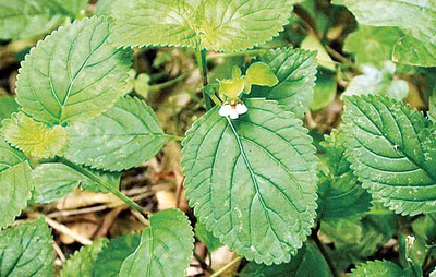 Cây cỏ mật thường ra hoa quả vào tầm tháng 9-10 hàng năm. Ảnh: edoctor.