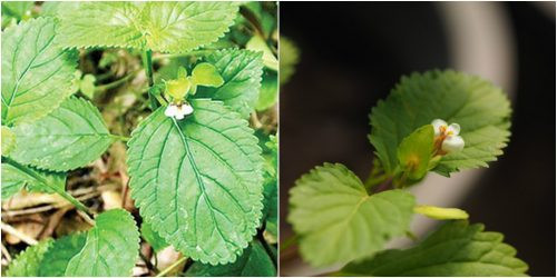 Cỏ mật cá mọc hoang dại ở những nơi ẩm mát, ở khắp các miền rừng núi Việt Nam. Ảnh: namlimxanh.