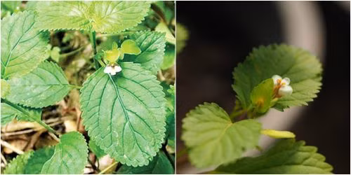 Cỏ mật cá mọc hoang dại ở những nơi ẩm mát, ở khắp các miền rừng núi Việt Nam. Ảnh: namlimxanh.