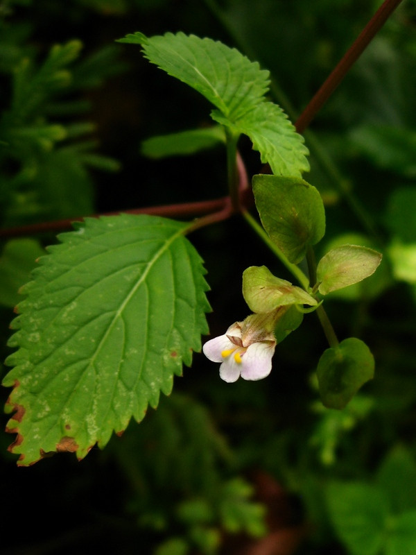 Toàn bộ cây cỏ mật cá đều có thể được sử dụng để làm thuốc chữa bệnh như chữa kém ăn, mất ngủ, đau bụng do giun, ăn uống khó tiêu,..Ảnh: biolib.