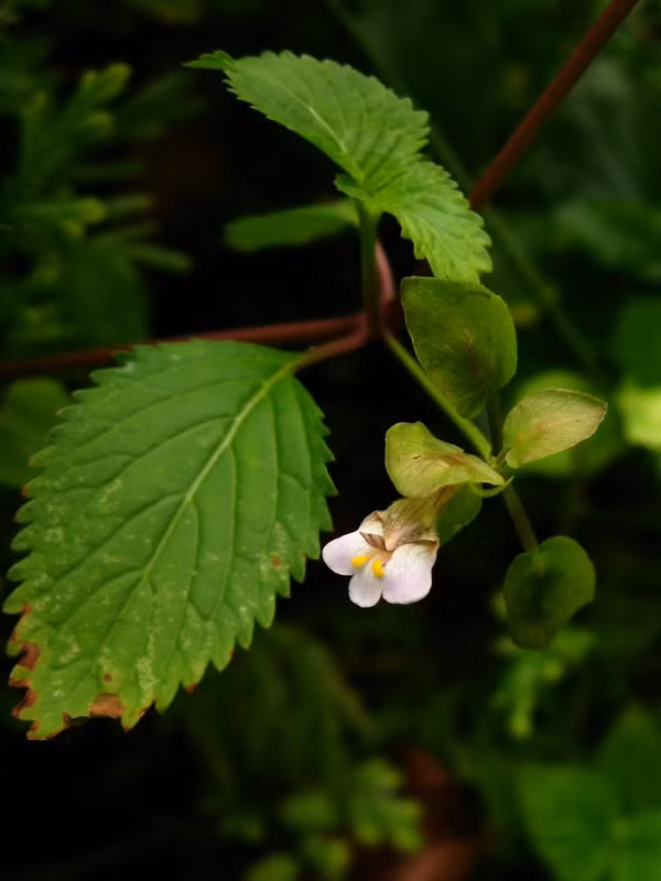 Toàn bộ cây cỏ mật cá đều có thể được sử dụng để làm thuốc chữa bệnh như chữa kém ăn, mất ngủ, đau bụng do giun, ăn uống khó tiêu,..Ảnh: biolib.