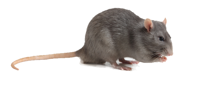  Chuột nhắt đồng trưởng thành có đầu và thân dài 80mm - 100mm, đuôi dài 70mm - 90mm, trọng lượng con đực có thể nặng 25g và con cái 20g. Ảnh: dietchuot.