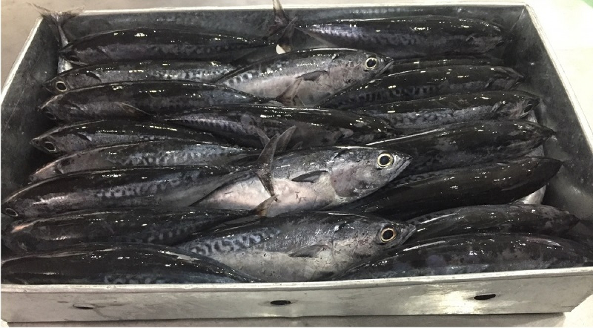 Cá ngừ ồ có thể được chế biến thành nhiều món ăn ngon hấp dẫn như kho dưa cải, kho đậu, nấu canh lá giang... nhưng ngon nhất là khi hấp. Ảnh: tmlseafood.