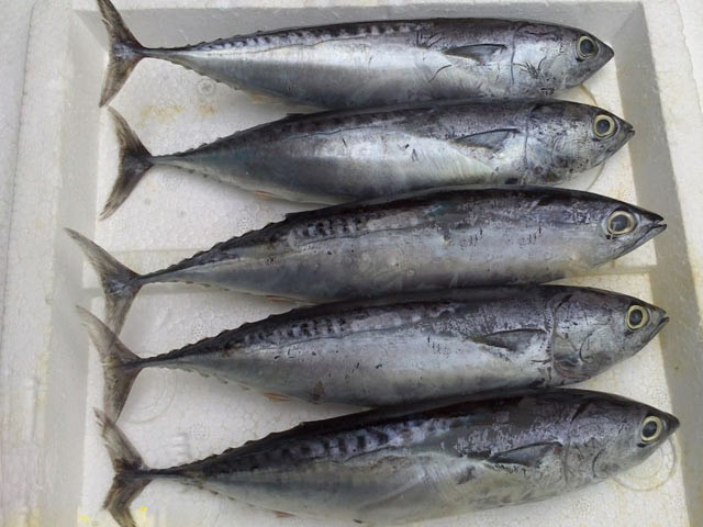 Cá ngừ ồ có chiều dài tối đa là 50cm, tương đối nhỏ và mảnh mai. Hình dạng của nó rất giống cá thu ngừ nhưng nhỏ hơn, thịt cũng mềm và ngọt. Ảnh: danviet.