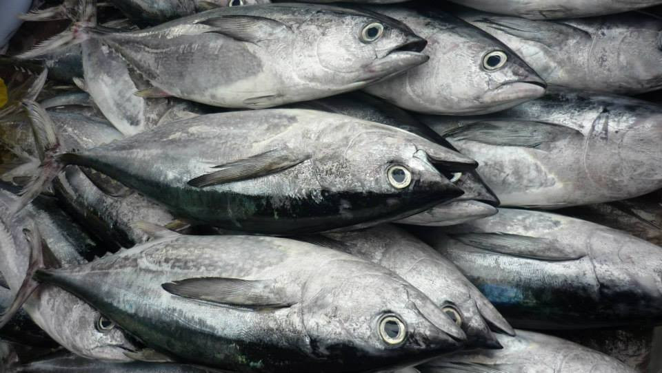 Thức ăn của cá ngừ ồ gồm cá nhỏ, mực, sinh vật phù du giáp xác,...Ảnh: hieuhaisan.